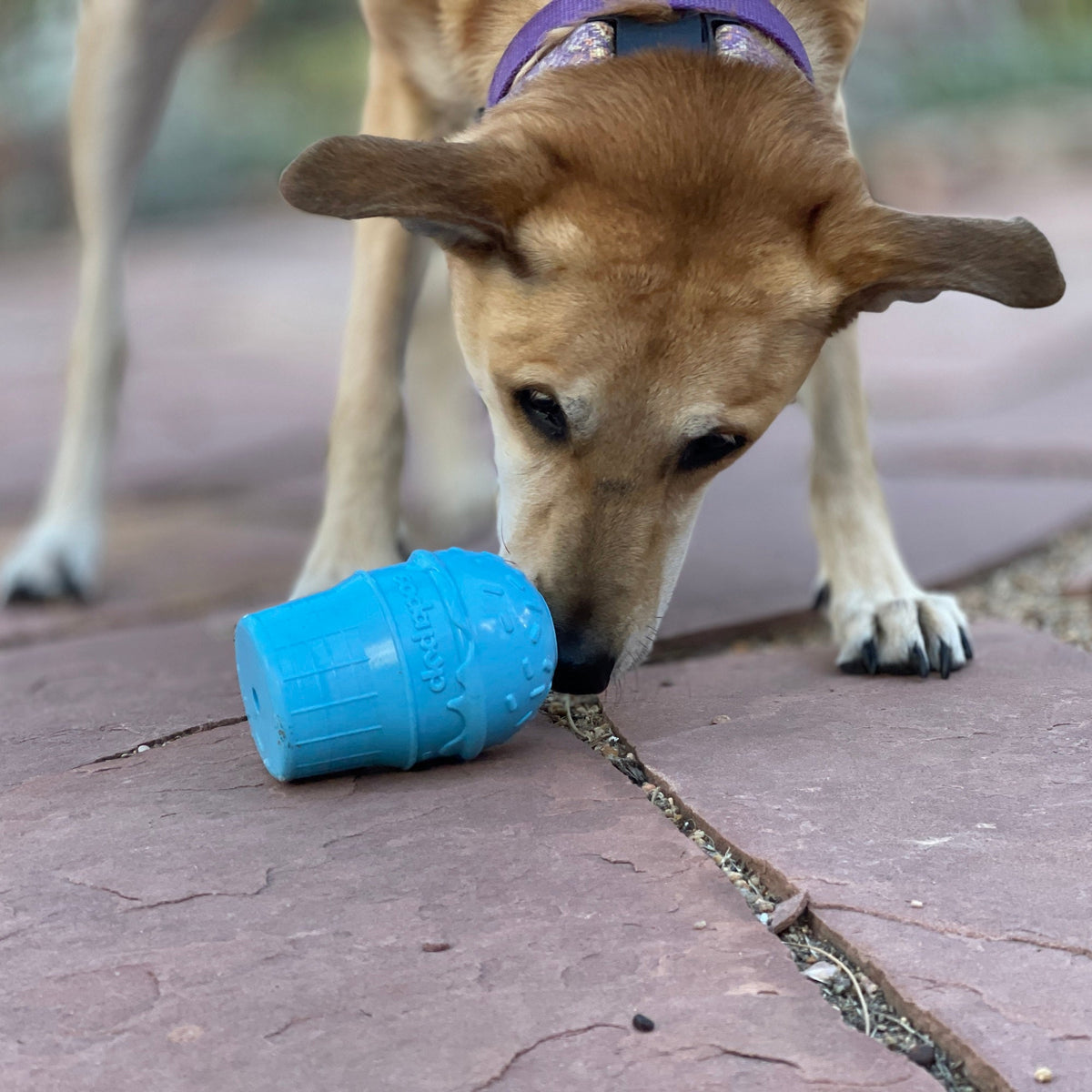 Ice Cream Cone Treat Toy — Large Blue Ice Cream Cone toy shown during supervised use.