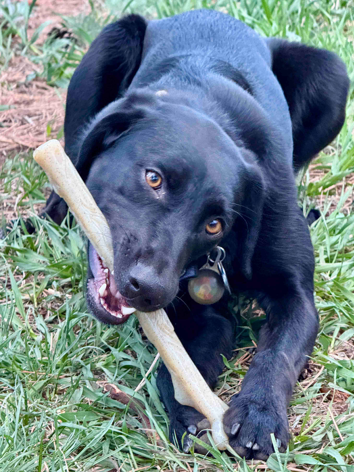 Nylon Chew Stick — Natural nylon Chew Stick shown during supervised use.