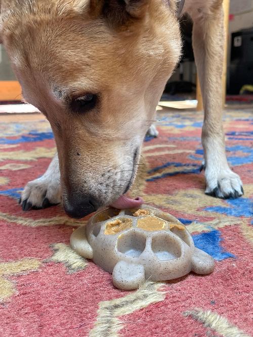 Turtle Nylon Chew Toy — Brown Turtle nylon toy shown during supervised use.