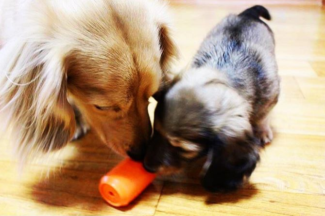 Can Treat Toy — Orange Can toy shown during supervised use; select your preferred size.