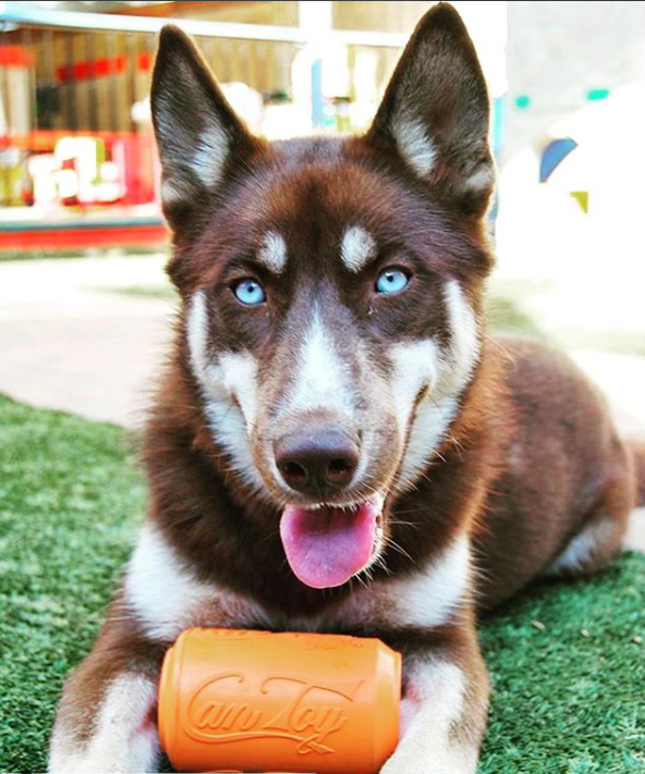 Can Treat Toy — Orange Can toy shown during supervised use; select your preferred size.