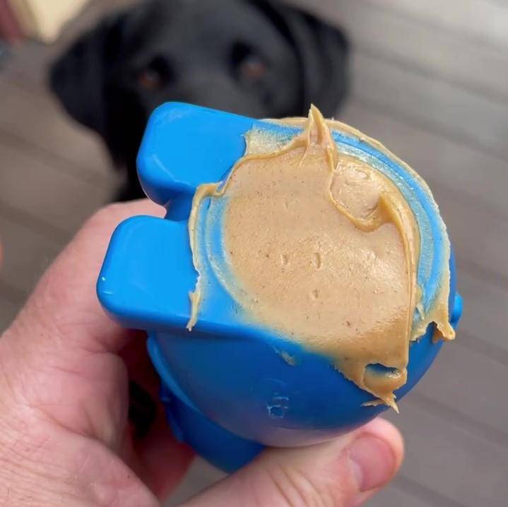 Bunny Nylon Chew Toy — Blue Bunny nylon toy shown with a filling; food is not included.