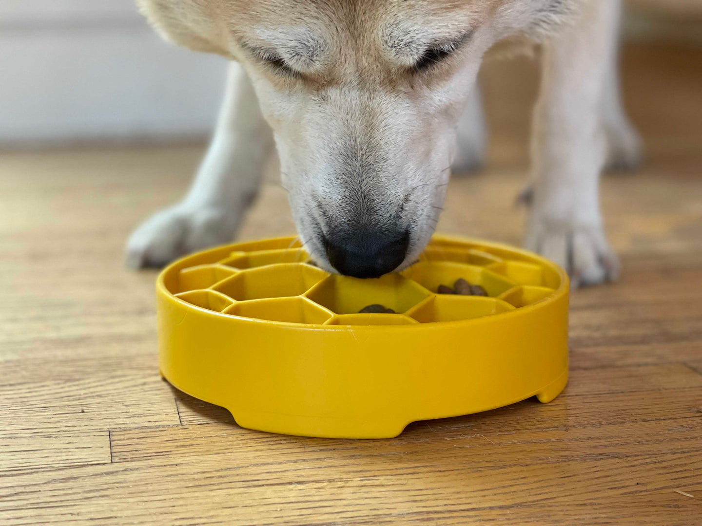A dog eating from a real Yellow SodaPup Honeycomb bowl on a wood floor