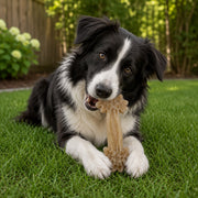 Daisy Bone Nylon Chew Toy — Daisy Bone nylon toy shown during supervised use.