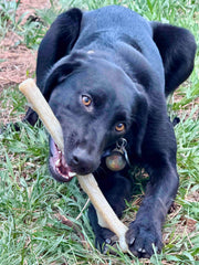 Nylon Chew Stick — Natural nylon Chew Stick shown during supervised use.