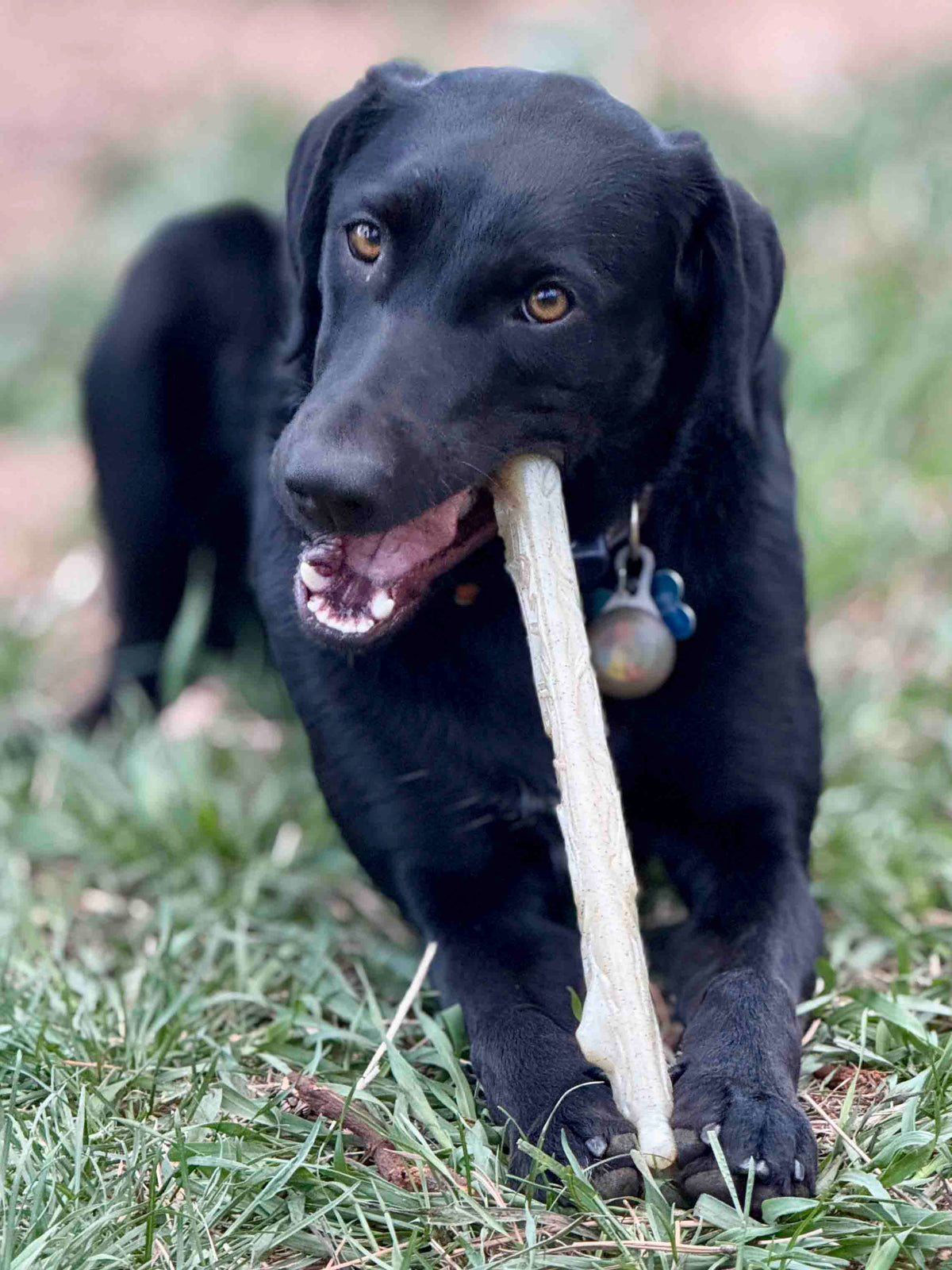 Nylon Chew Stick — Natural nylon Chew Stick shown during supervised use.