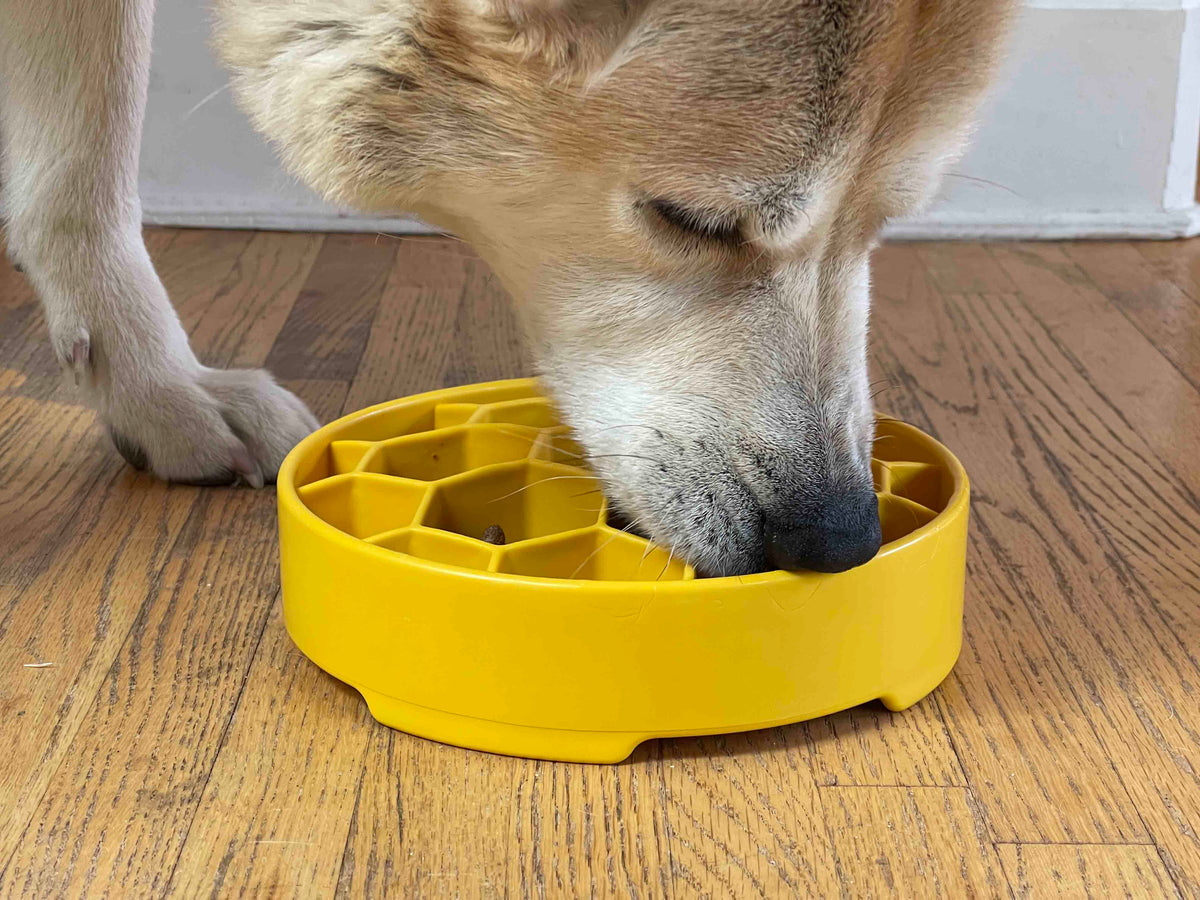 Honeycomb Slow Feeder Bowl — Yellow Honeycomb bowl shown in use; food is not included.