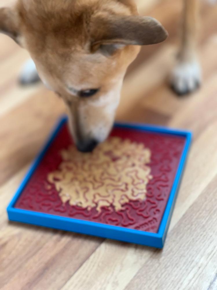 Suction Holder for Bowls & Mats — Light Blue suction holder shown in use with a mat; the mat and food are not included.