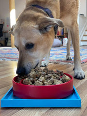 Suction Holder for Bowls & Mats — Light Blue suction holder shown in use with a bowl; the bowl and food are not included.