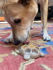 Turtle Nylon Chew Toy — Brown Turtle nylon toy shown during supervised use.