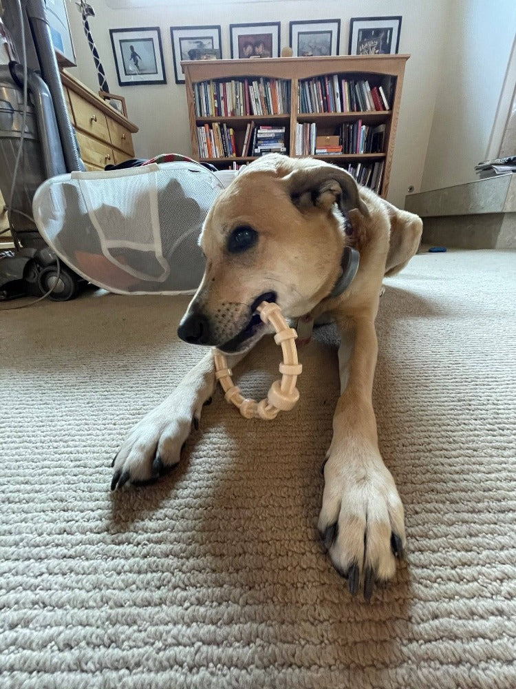 Chicken-Flavored Puppy Teething Ring — Chicken-Flavored Teething Ring shown during supervised use.