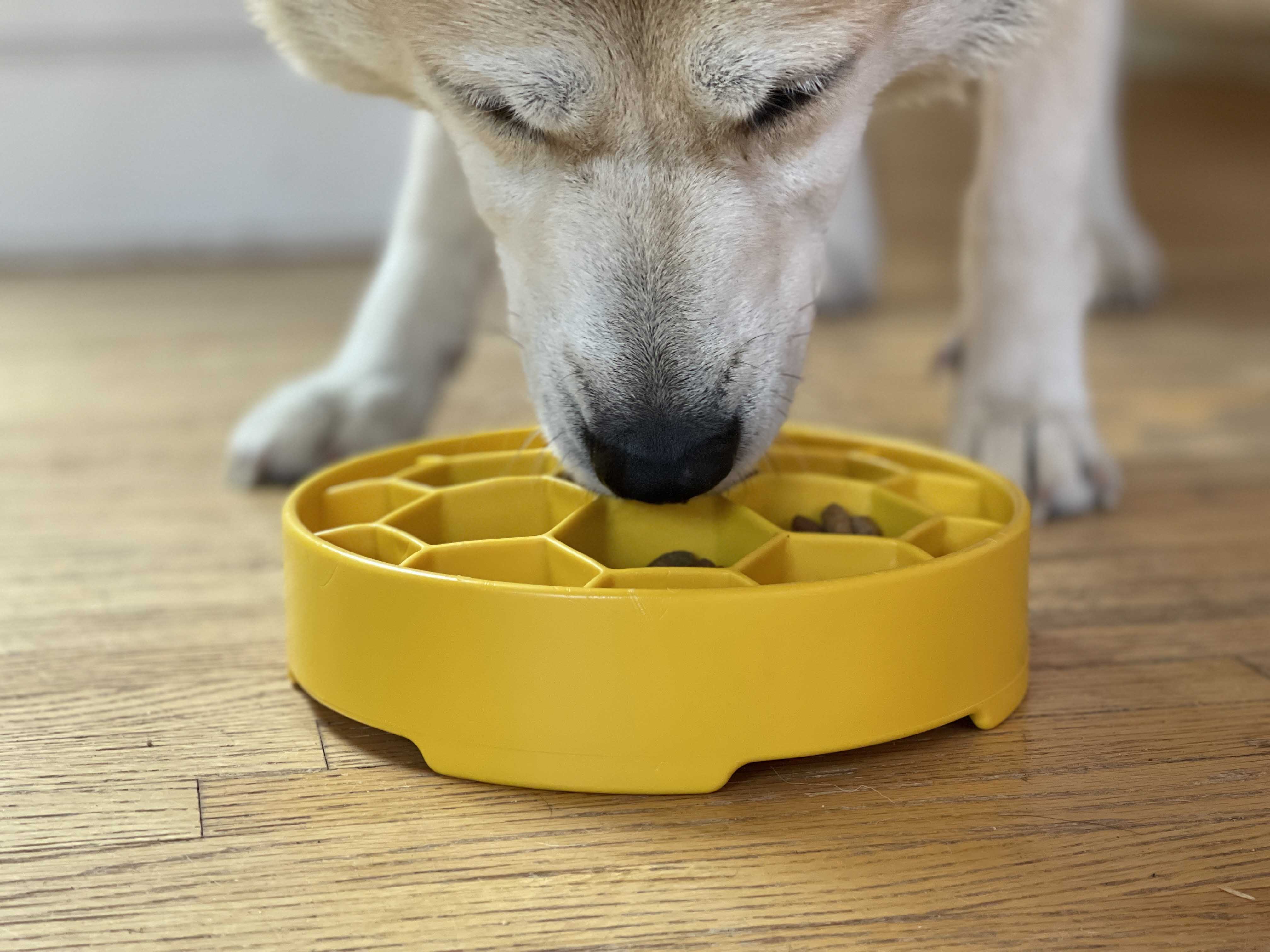 A dog eating from the yellow SodaPup Honeycomb Slow Feeder Bowl