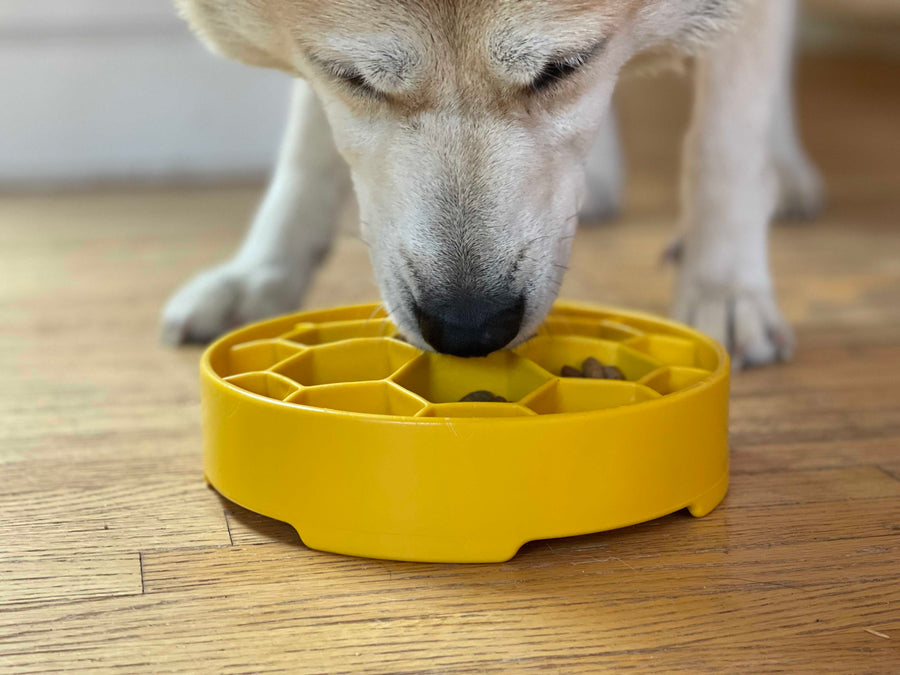 A dog eating from a Yellow Honeycomb bowl